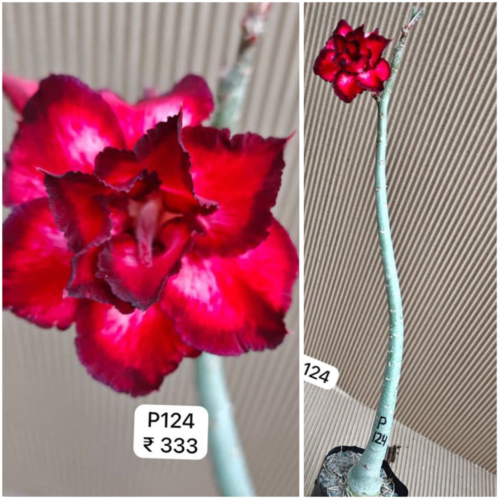 Plant Code - P 124