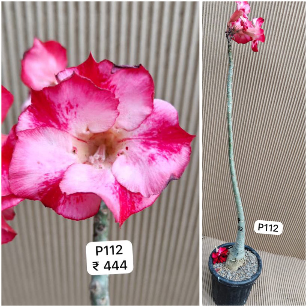 Plant Code - P 112