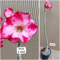 Plant Code - P 112
