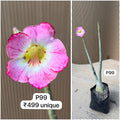 Plant Code - P 99
