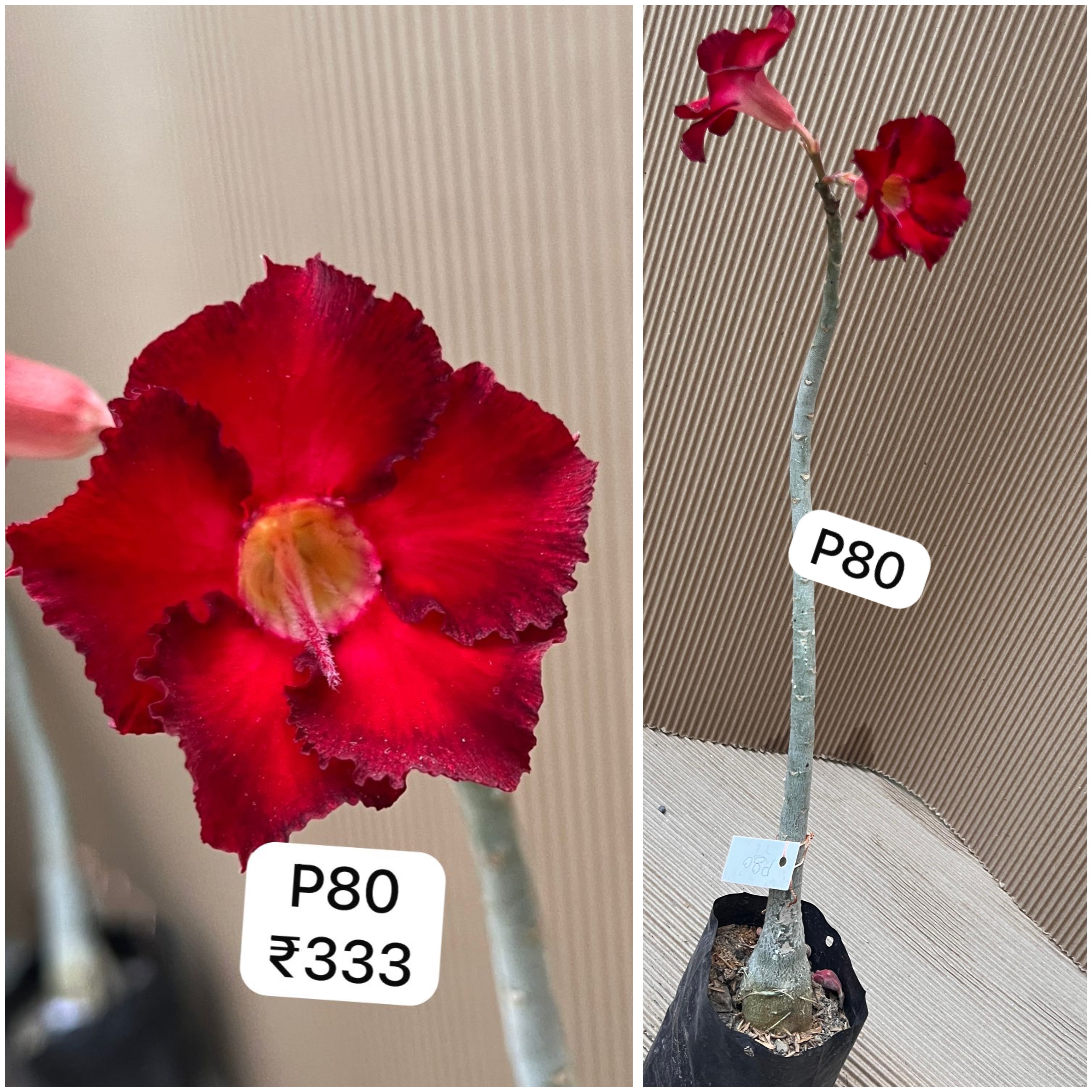 Plant Code - P 80