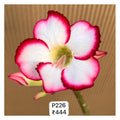 Plant Code - P 226