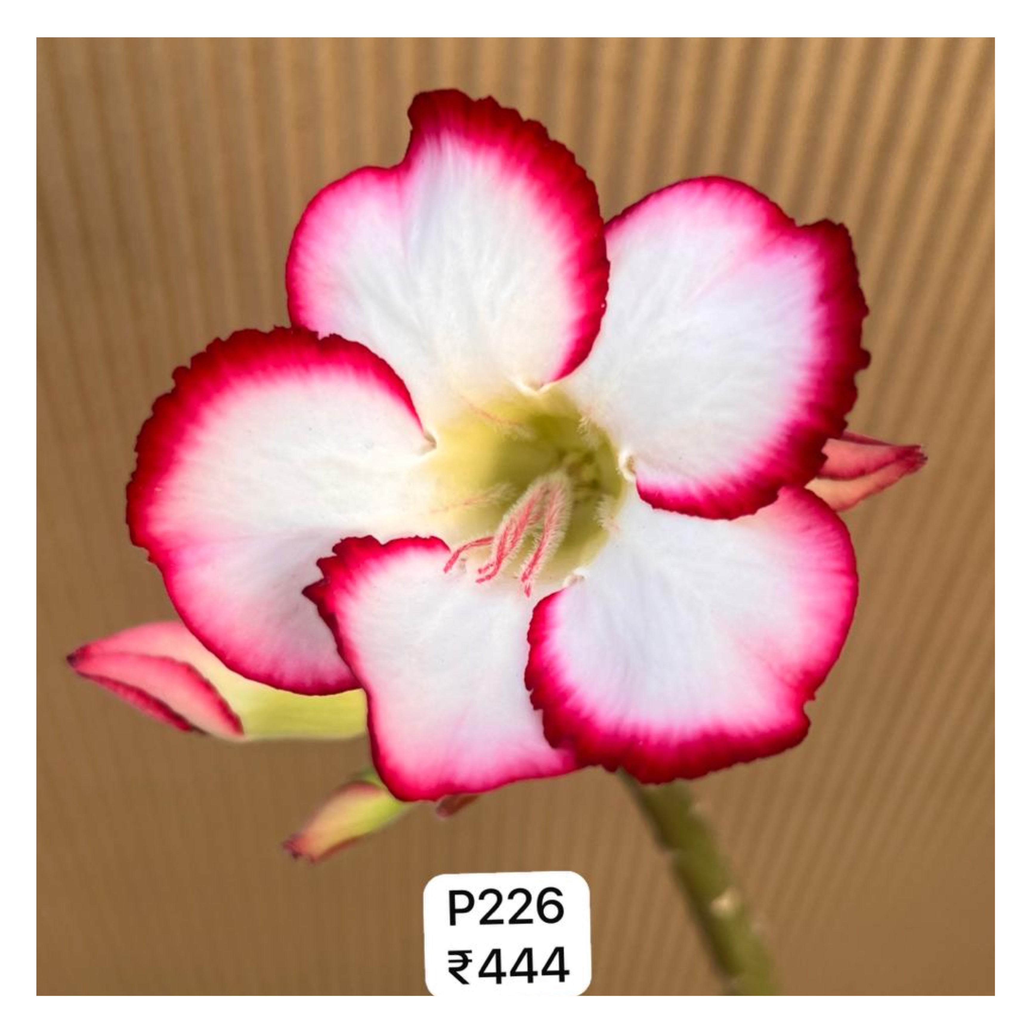 Plant Code - P 226