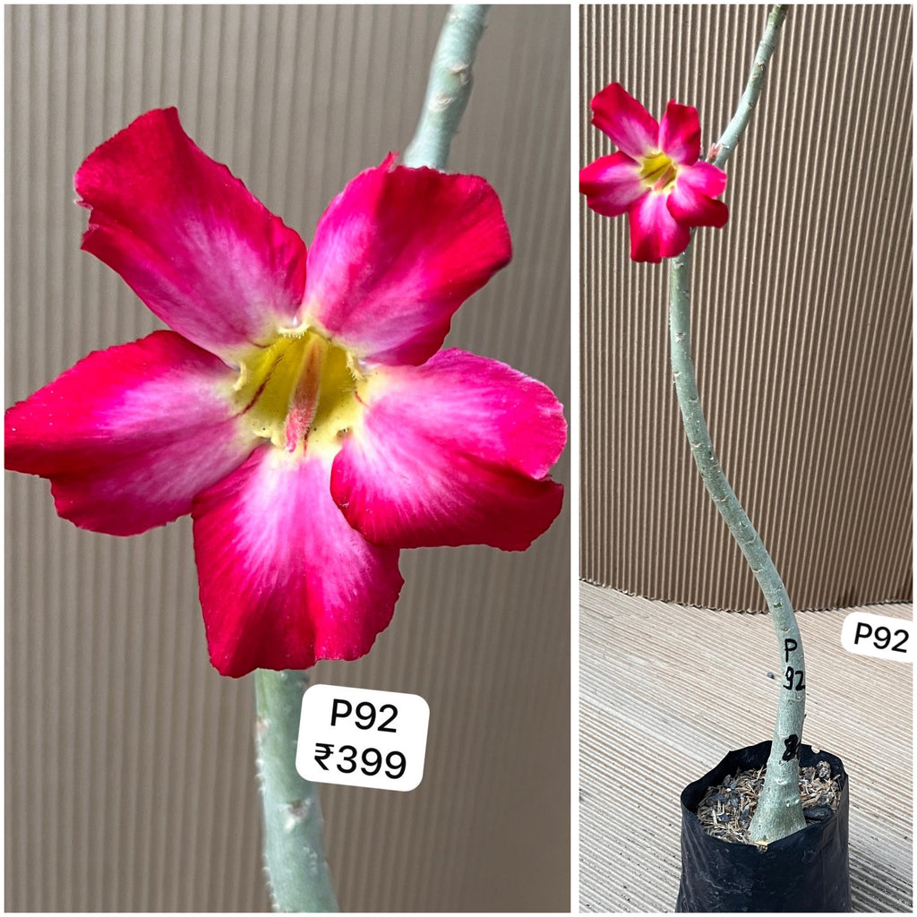 Plant Code - P 92