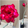 Plant Code - P 94