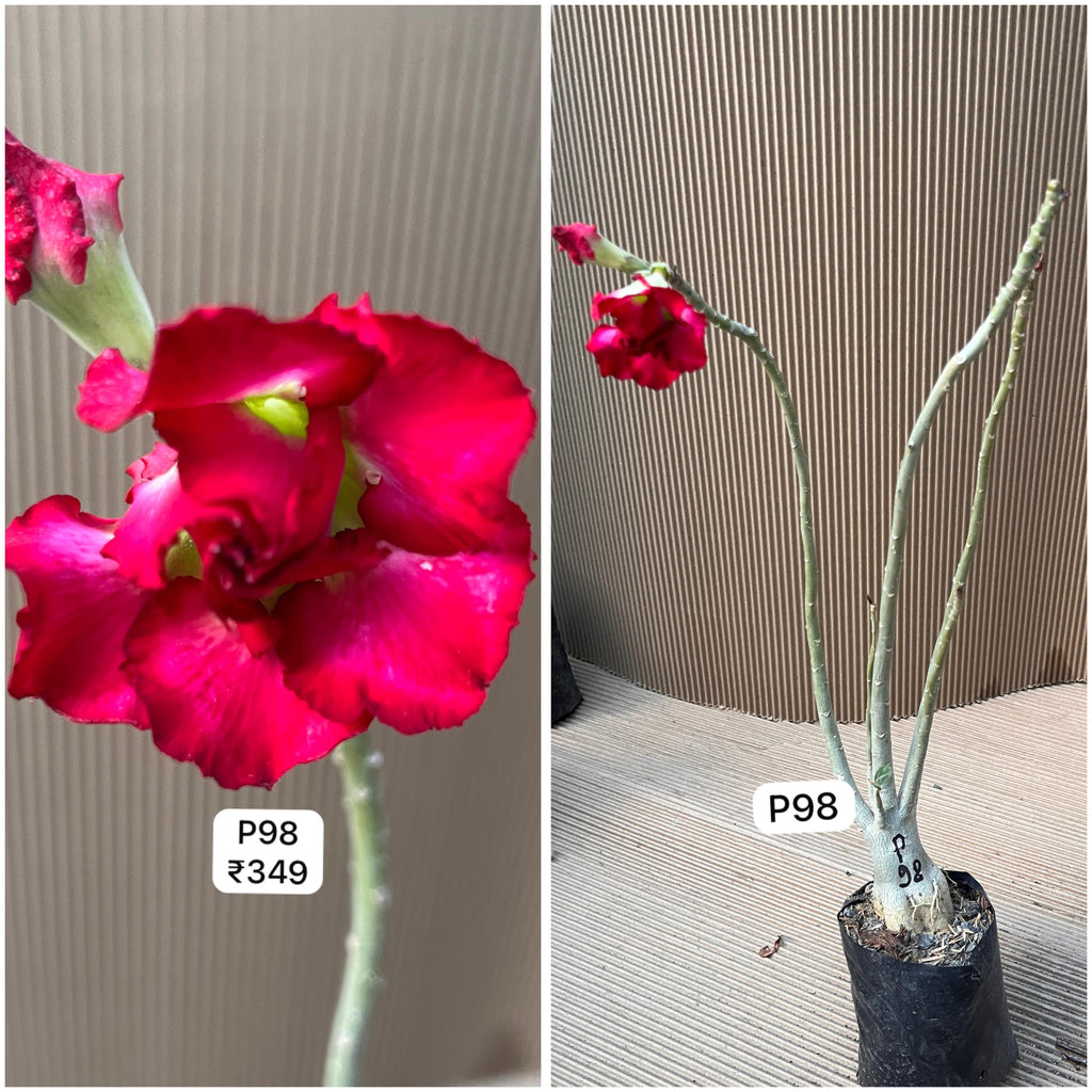 Plant Code - P 98