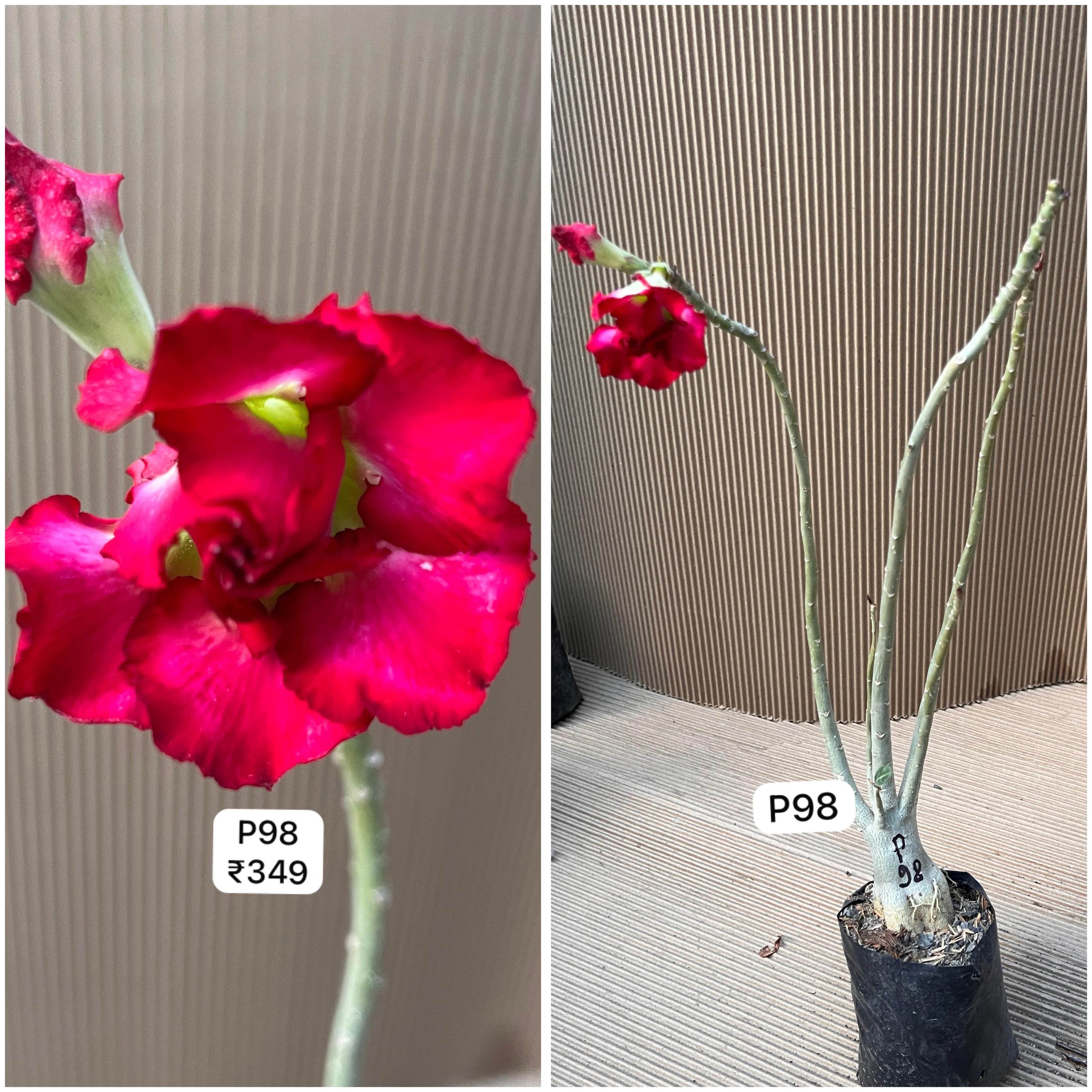 Plant Code - P 98