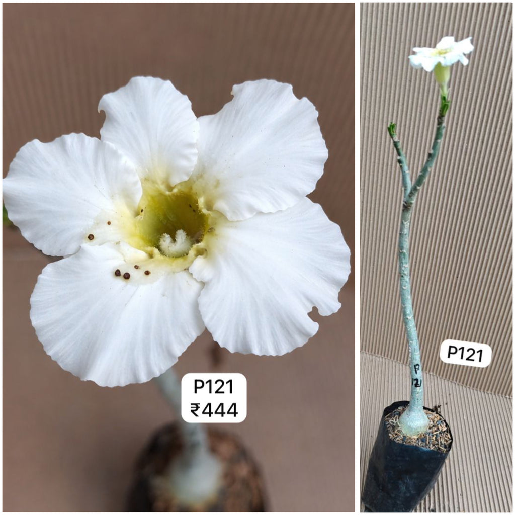 Plant Code - P 121