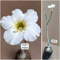 Plant Code - P 121