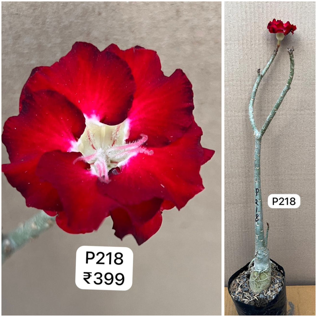Plant Code - P 218