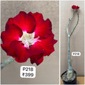 Plant Code - P 218