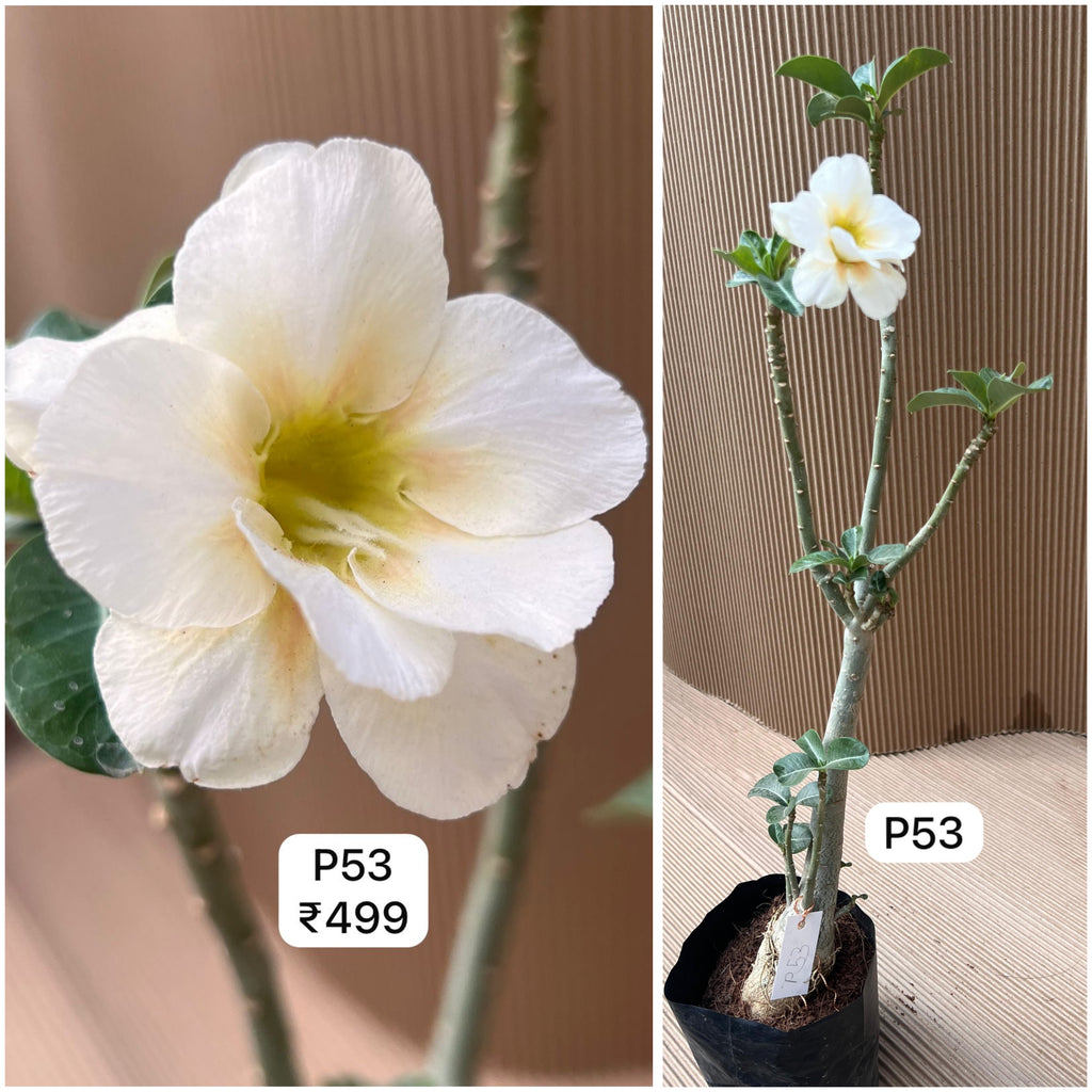 Plant Code - P 53