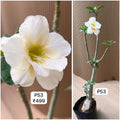 Plant Code - P 53