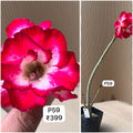 Plant Code - P 59