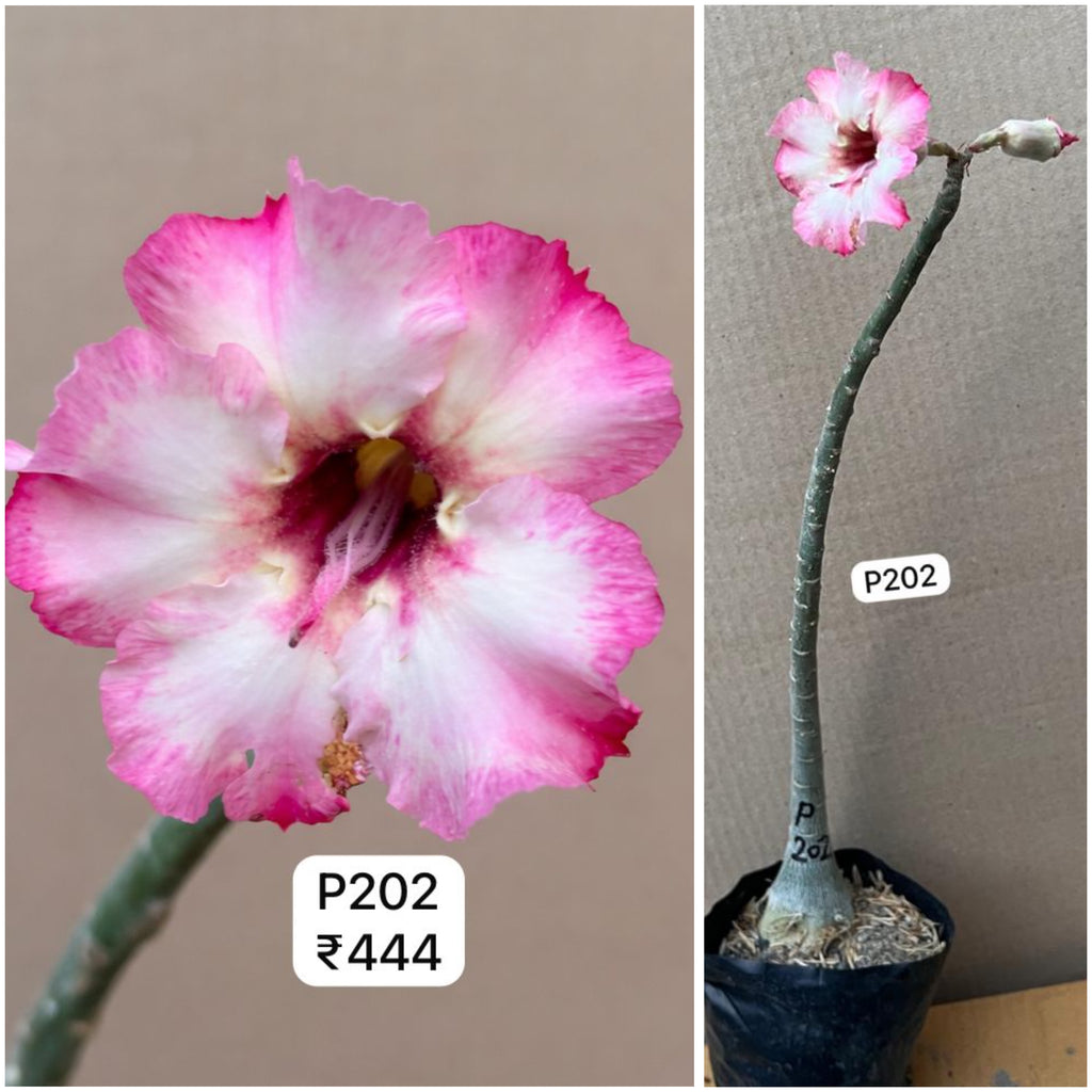 Plant Code - P 202