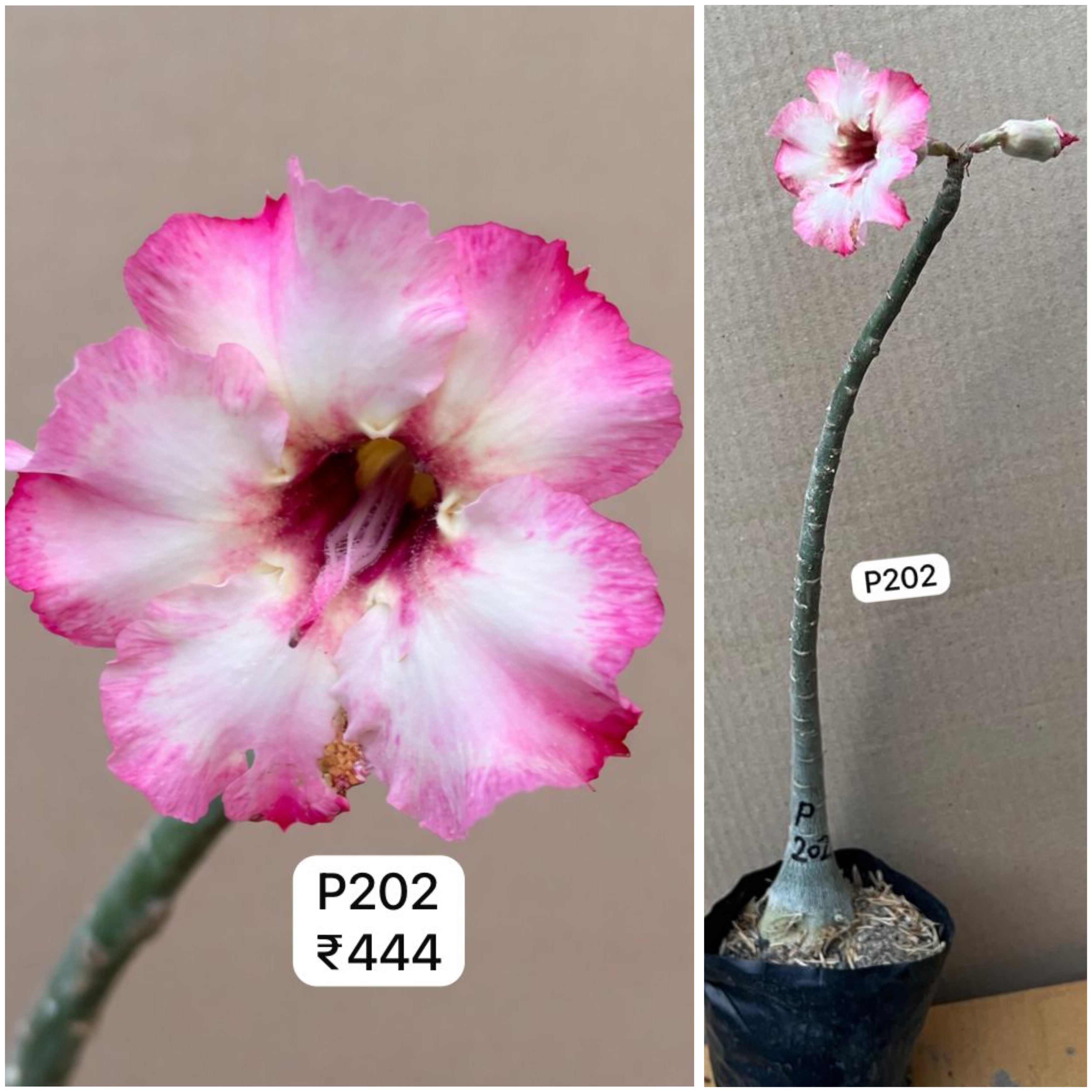 Plant Code - P 202