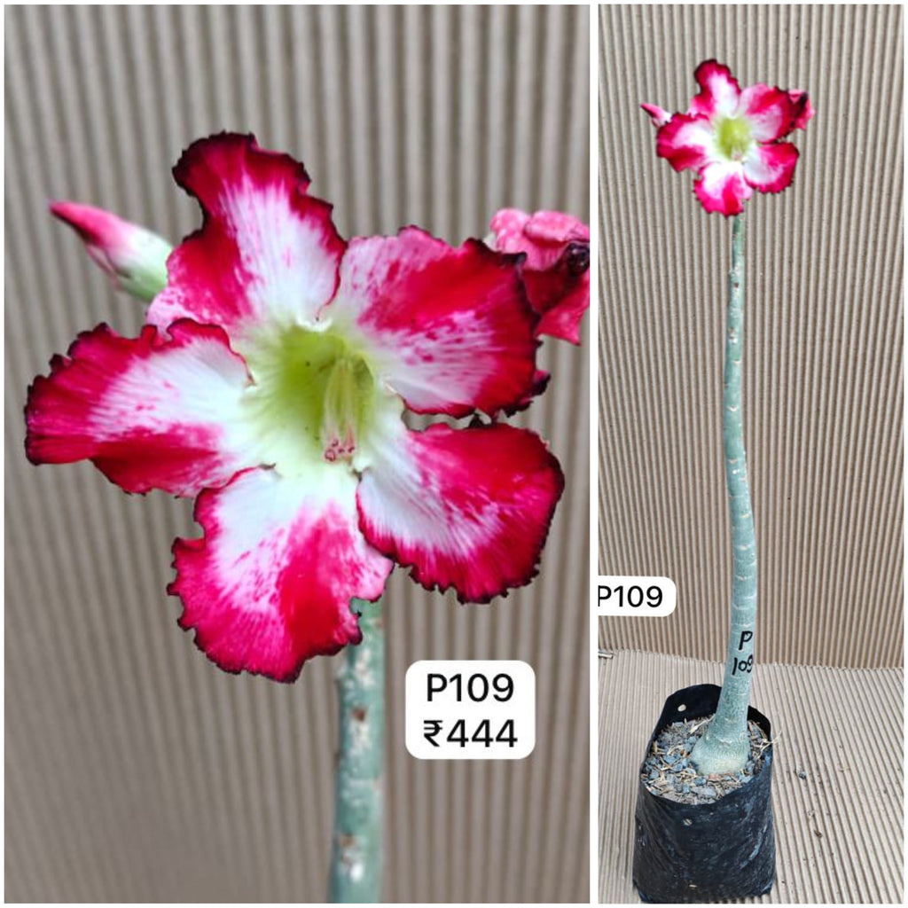 Plant Code - P 109