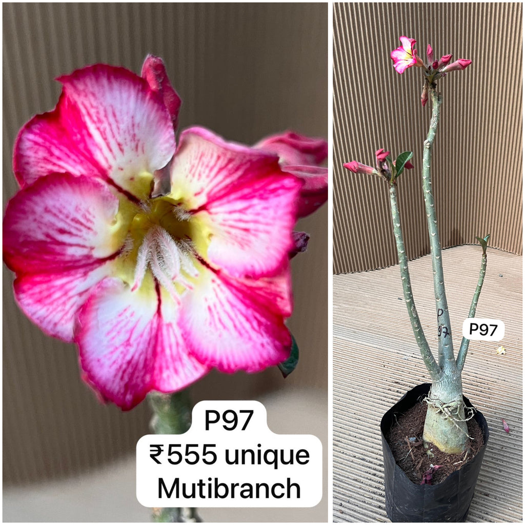 Plant Code - P 97