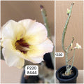 Plant Code - P 220