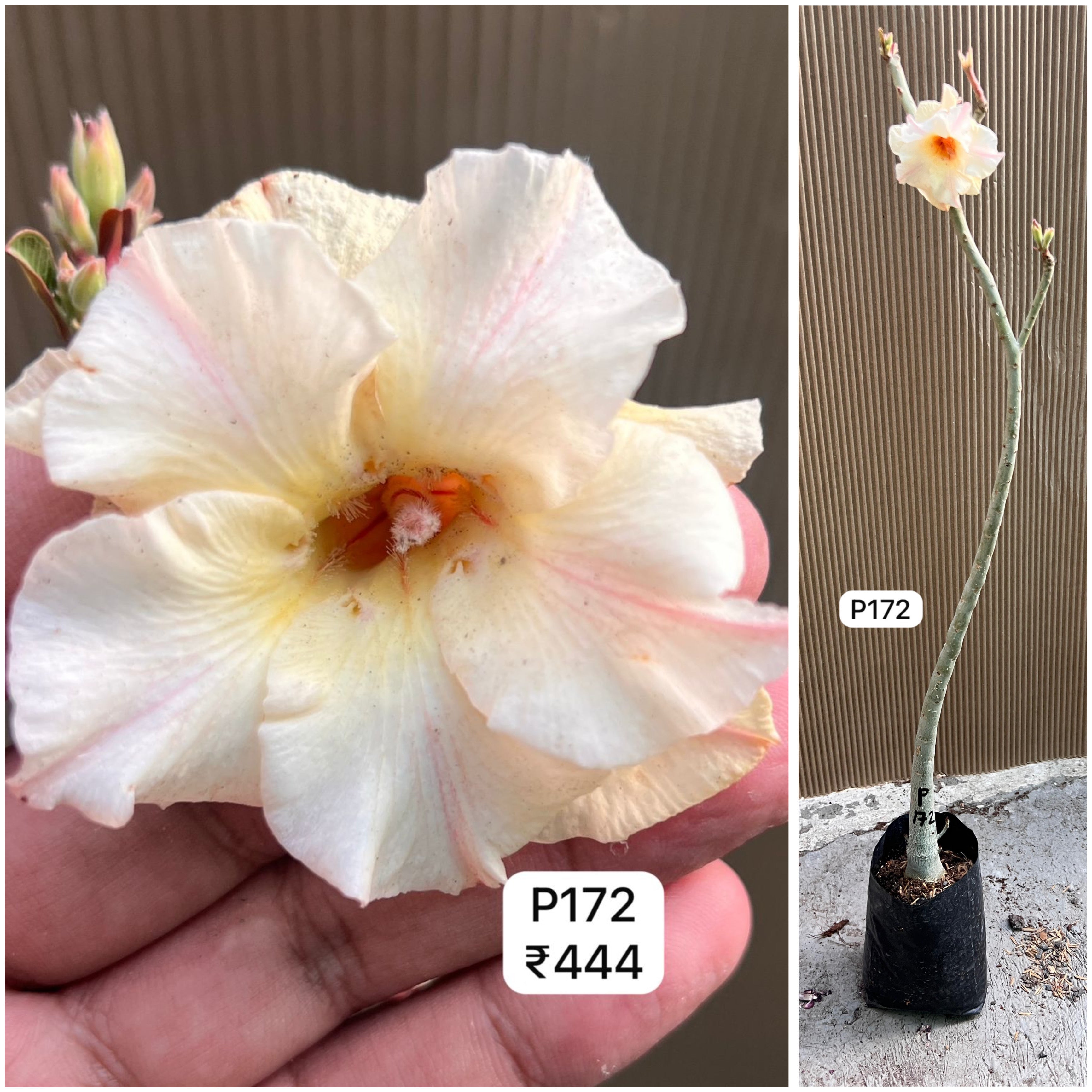 Plant Code - P 172