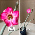 Plant Code - P 88