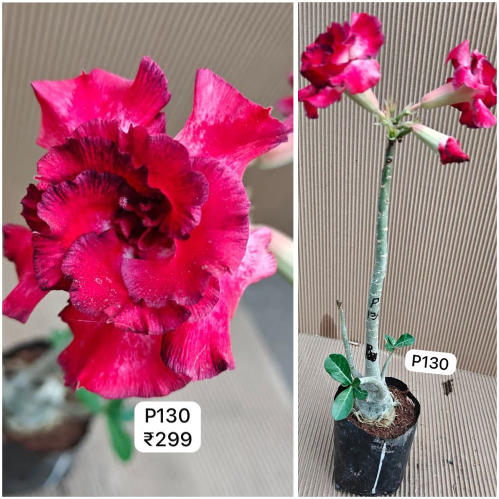 Plant Code - P 130