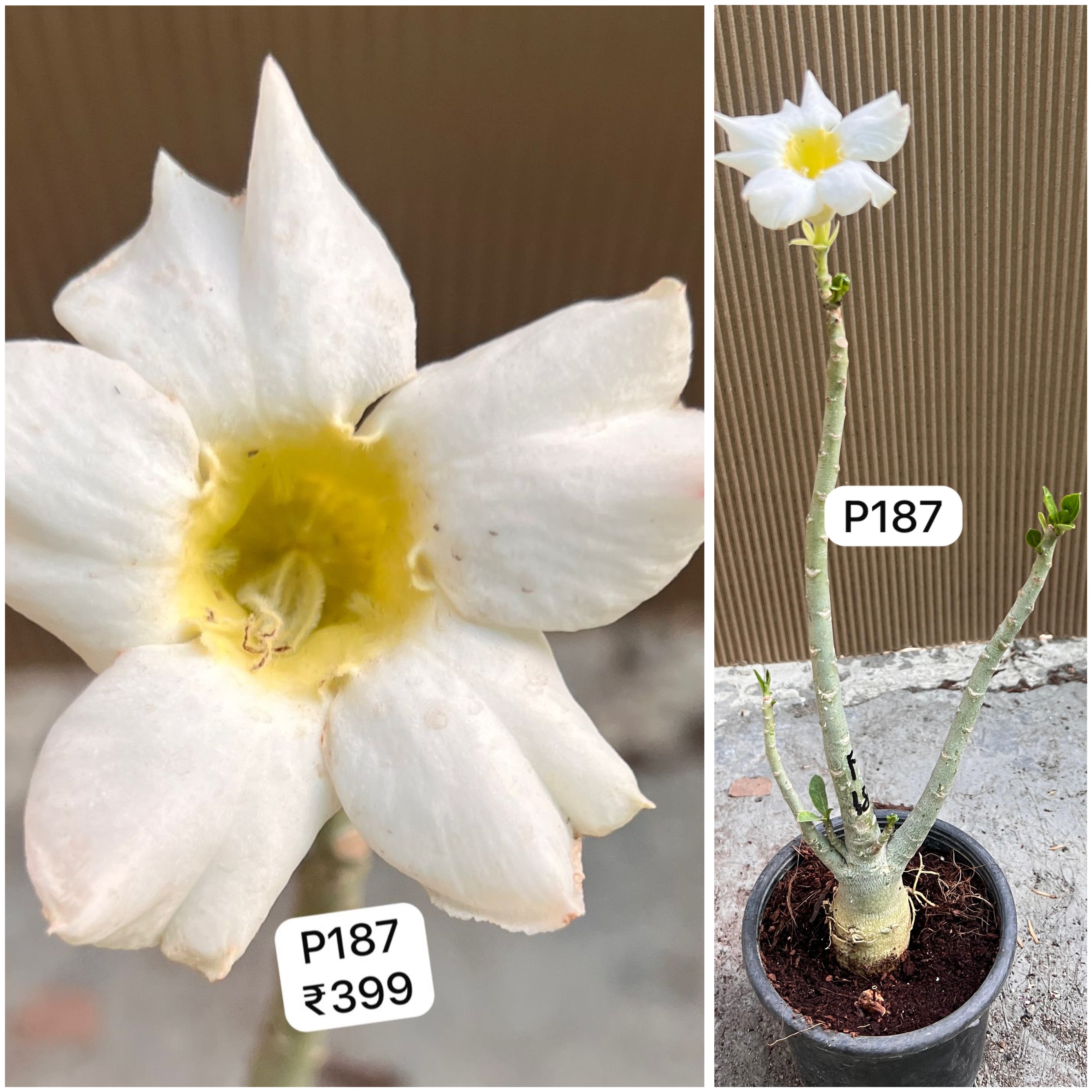Plant Code - P 187