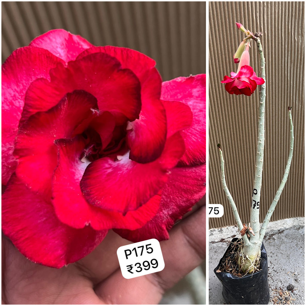 Plant Code - P 175