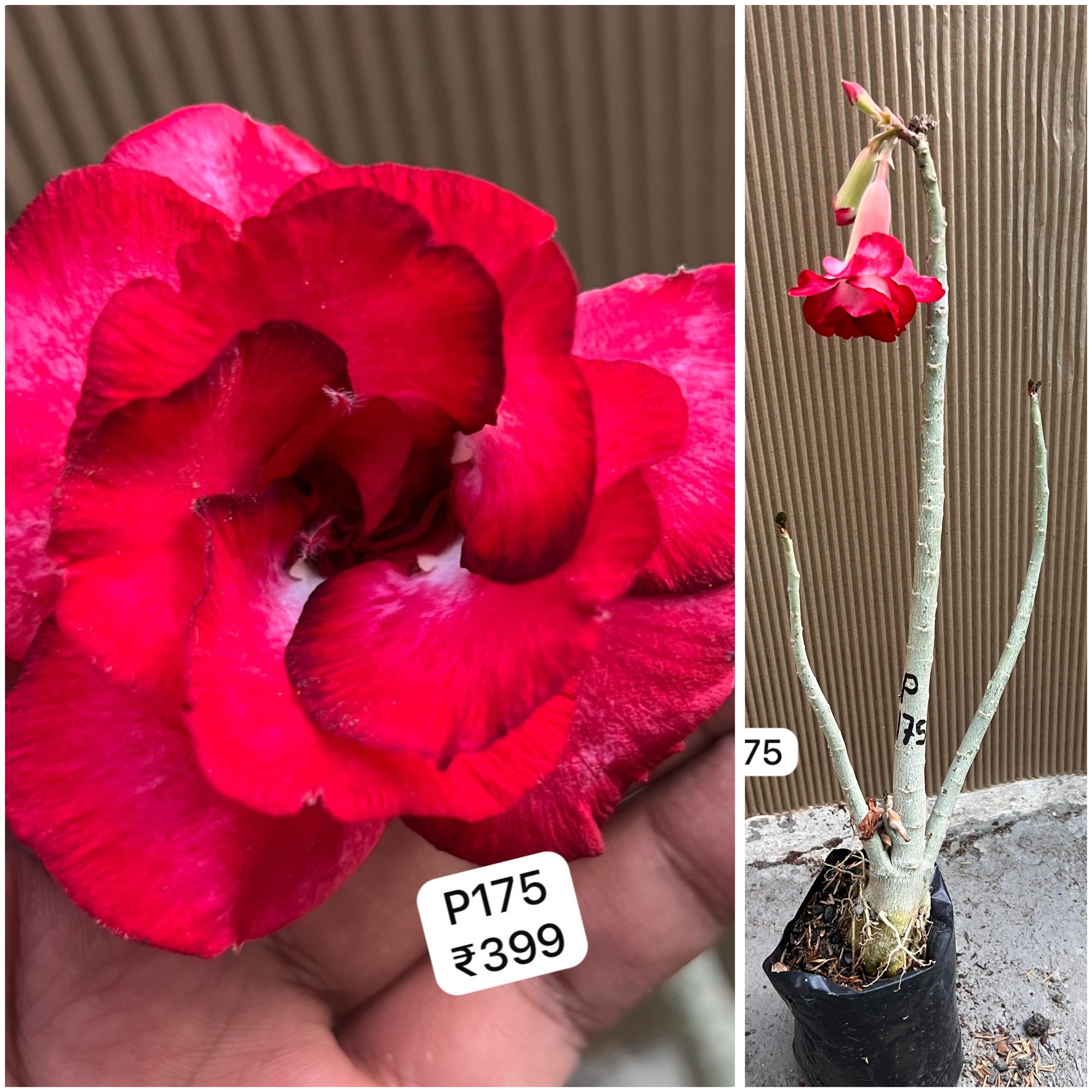 Plant Code - P 175