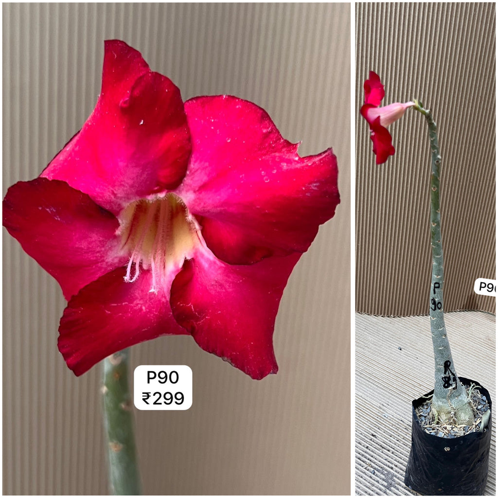 Plant Code - P 90
