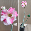 Plant Code - P 118