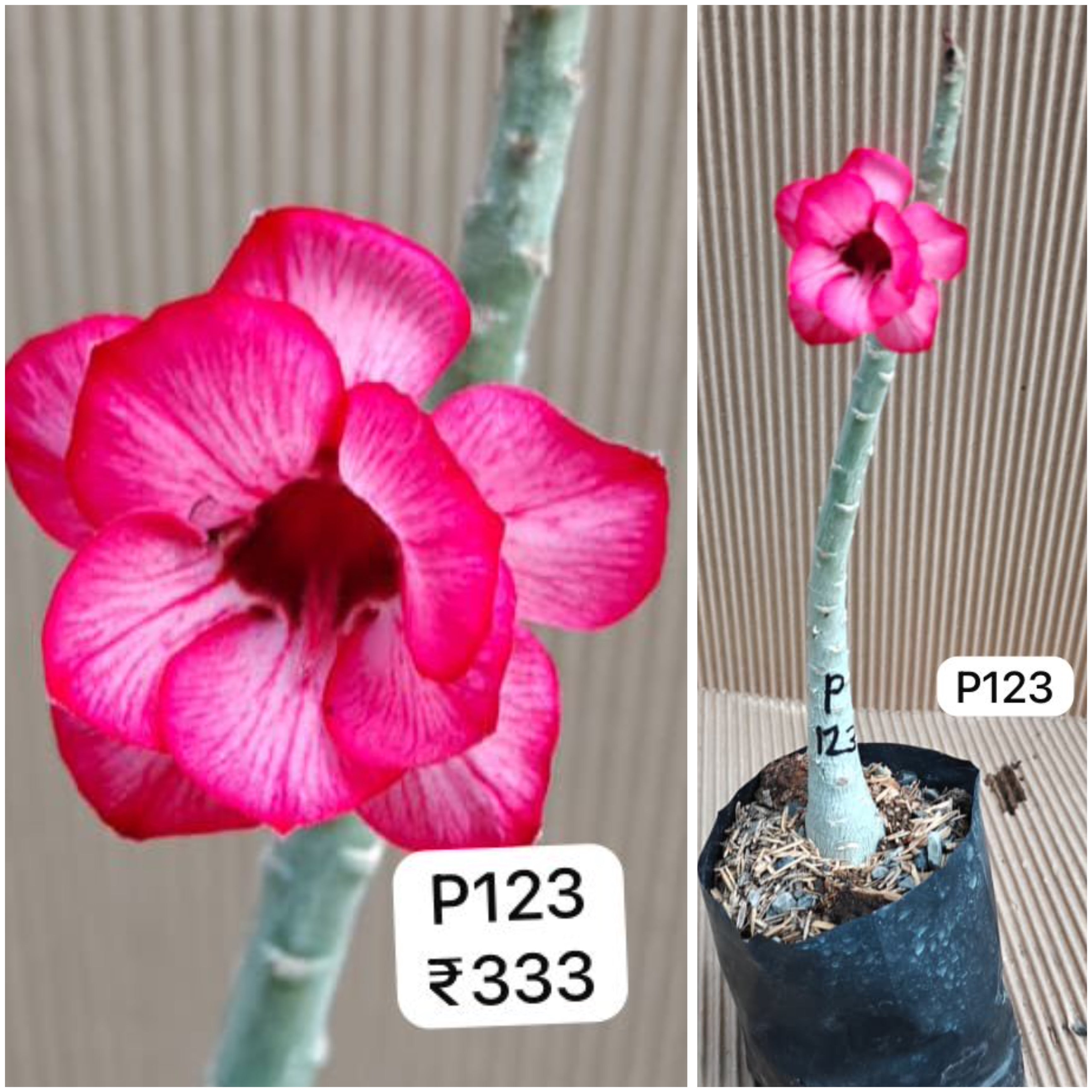Plant Code - P 123