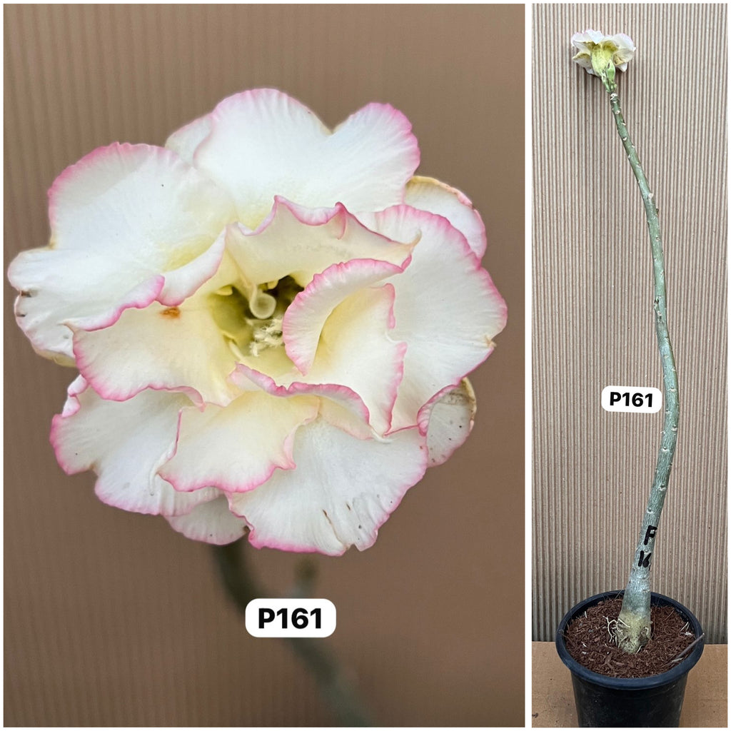 Plant Code - P 161