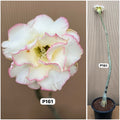 Plant Code - P 161