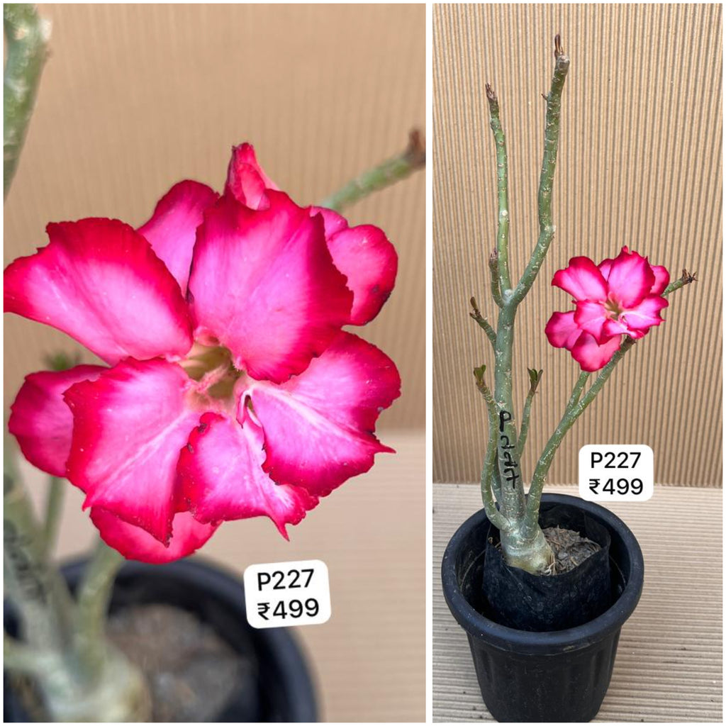 Plant Code - P 227