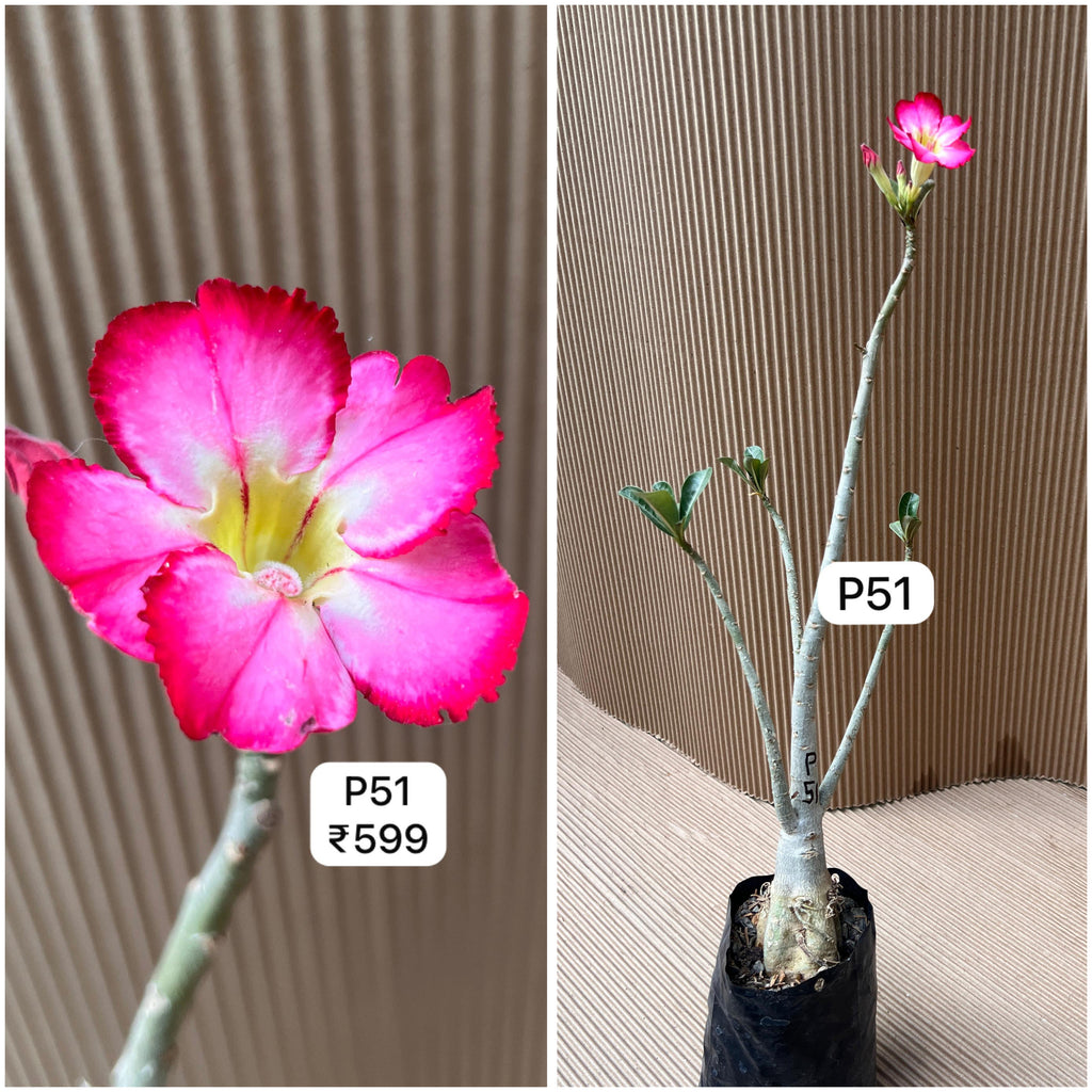 Plant Code - P 51