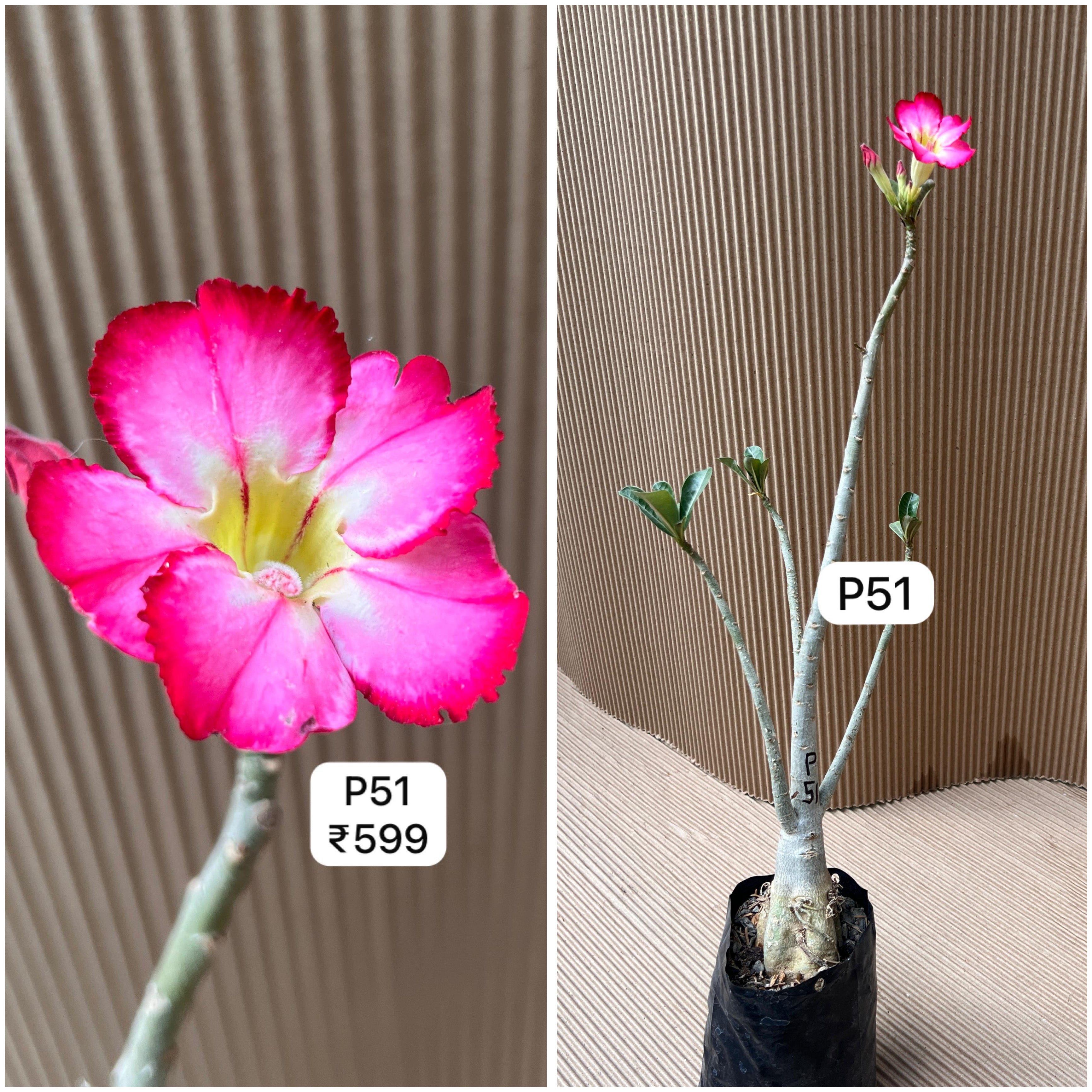 Plant Code - P 51