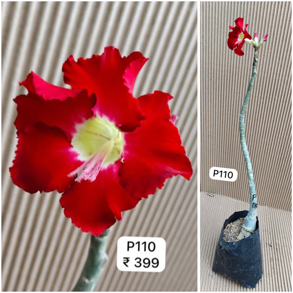 Plant Code - P 110