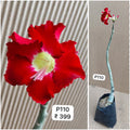 Plant Code - P 110