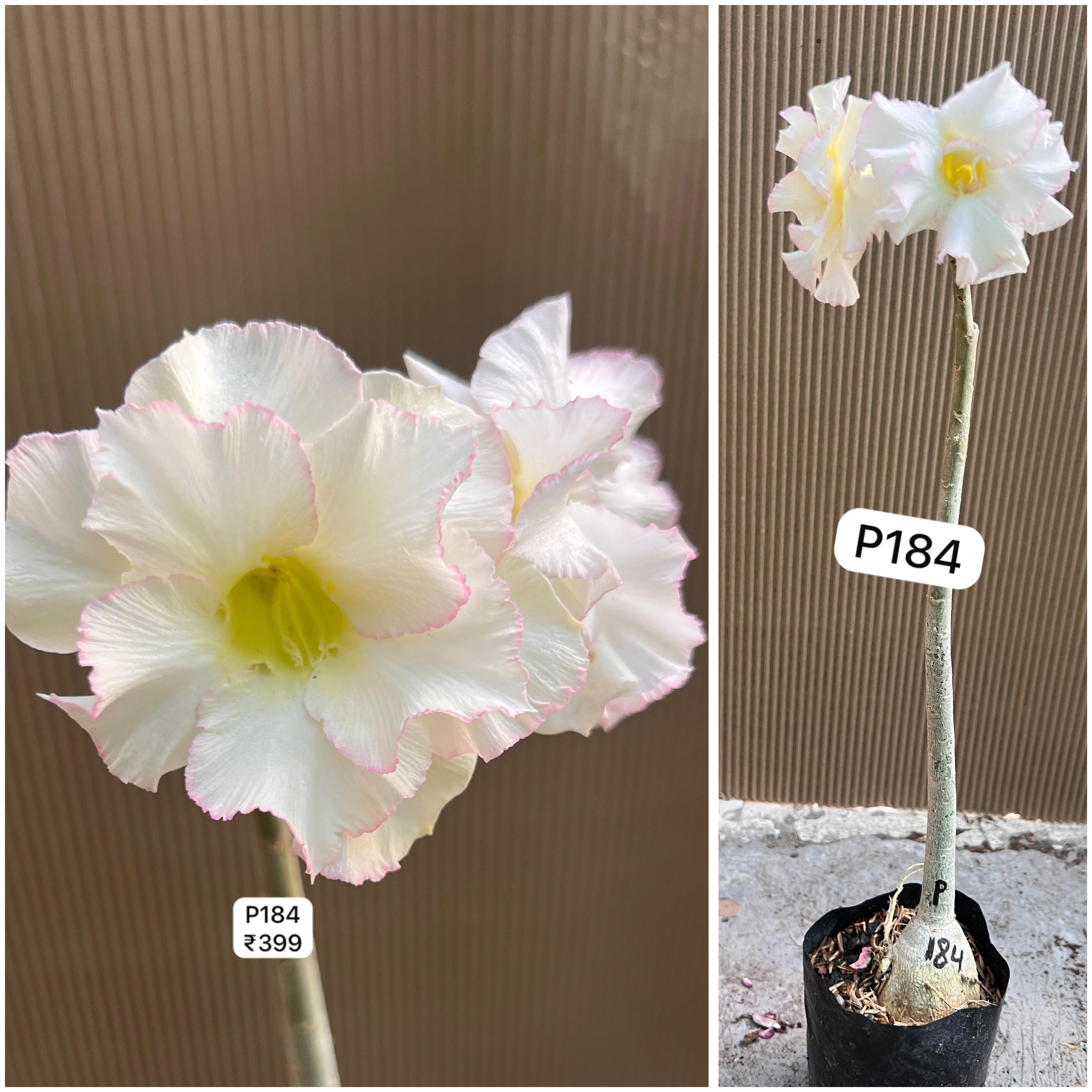 Plant Code - P 184