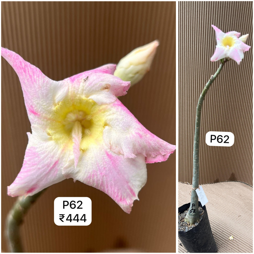 Plant Code - P 62