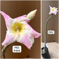 Plant Code - P 62