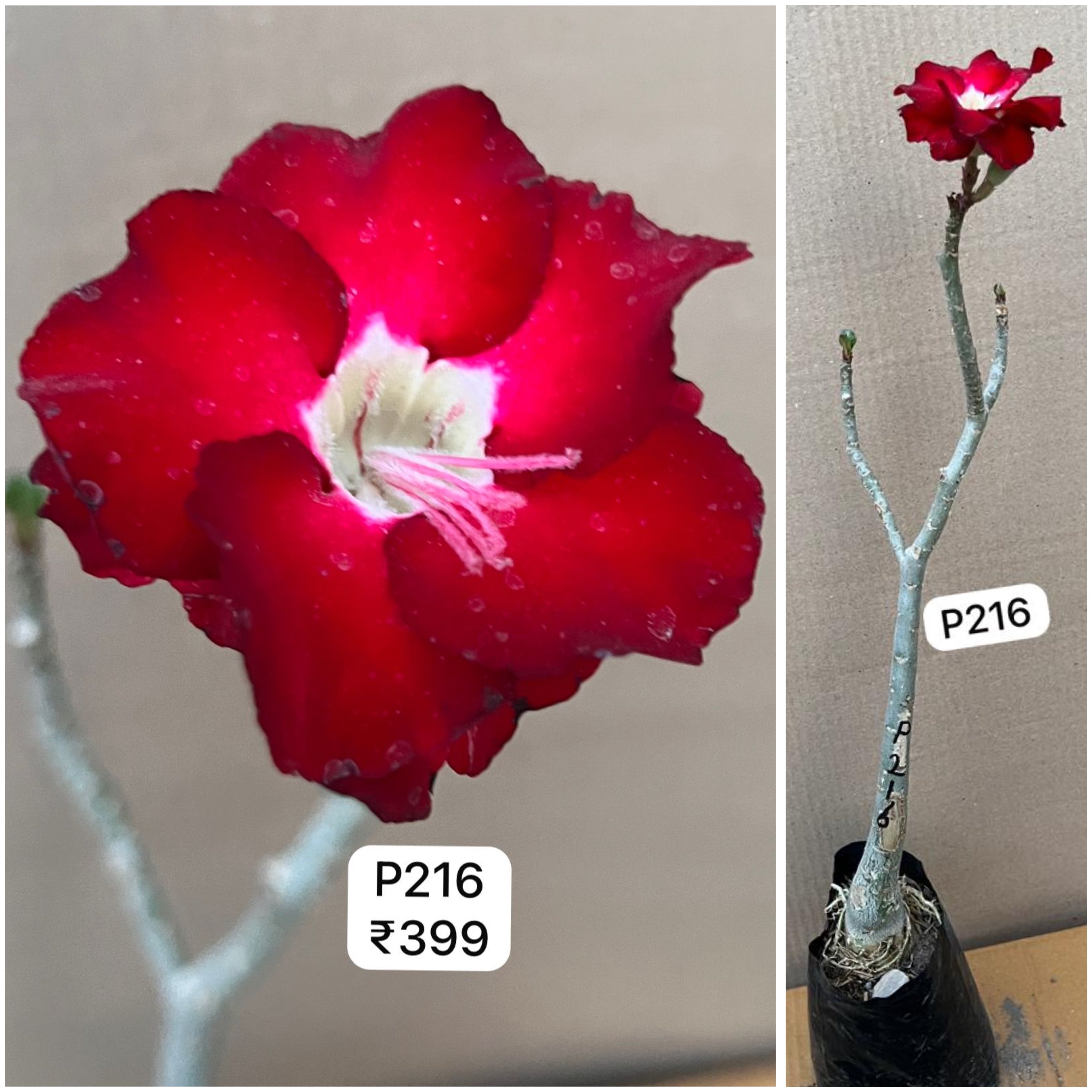 Plant Code - P 216