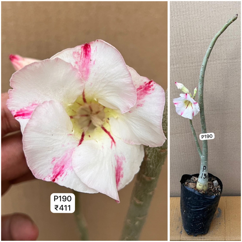 Plant Code - P 190