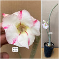 Plant Code - P 190