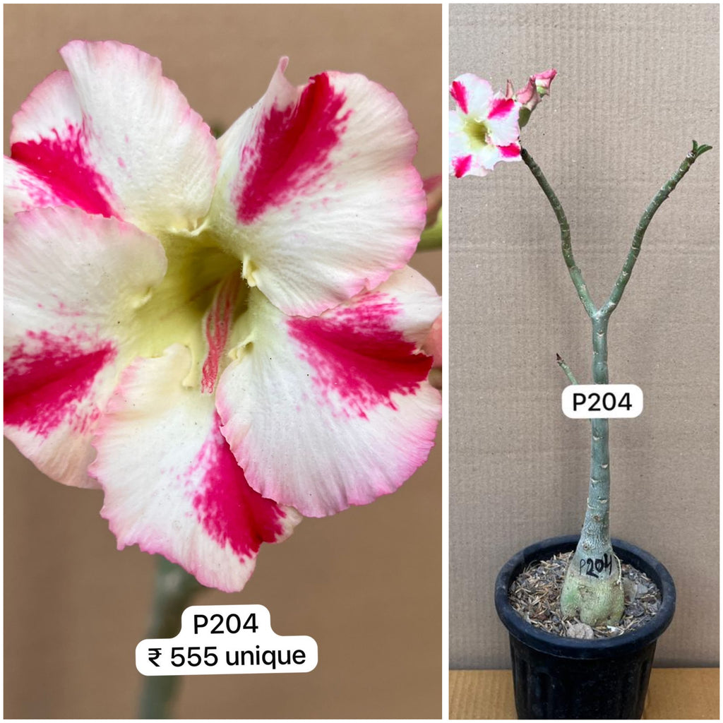 Plant Code - P 204