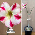 Plant Code - P 204