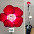 Plant Code - P 215