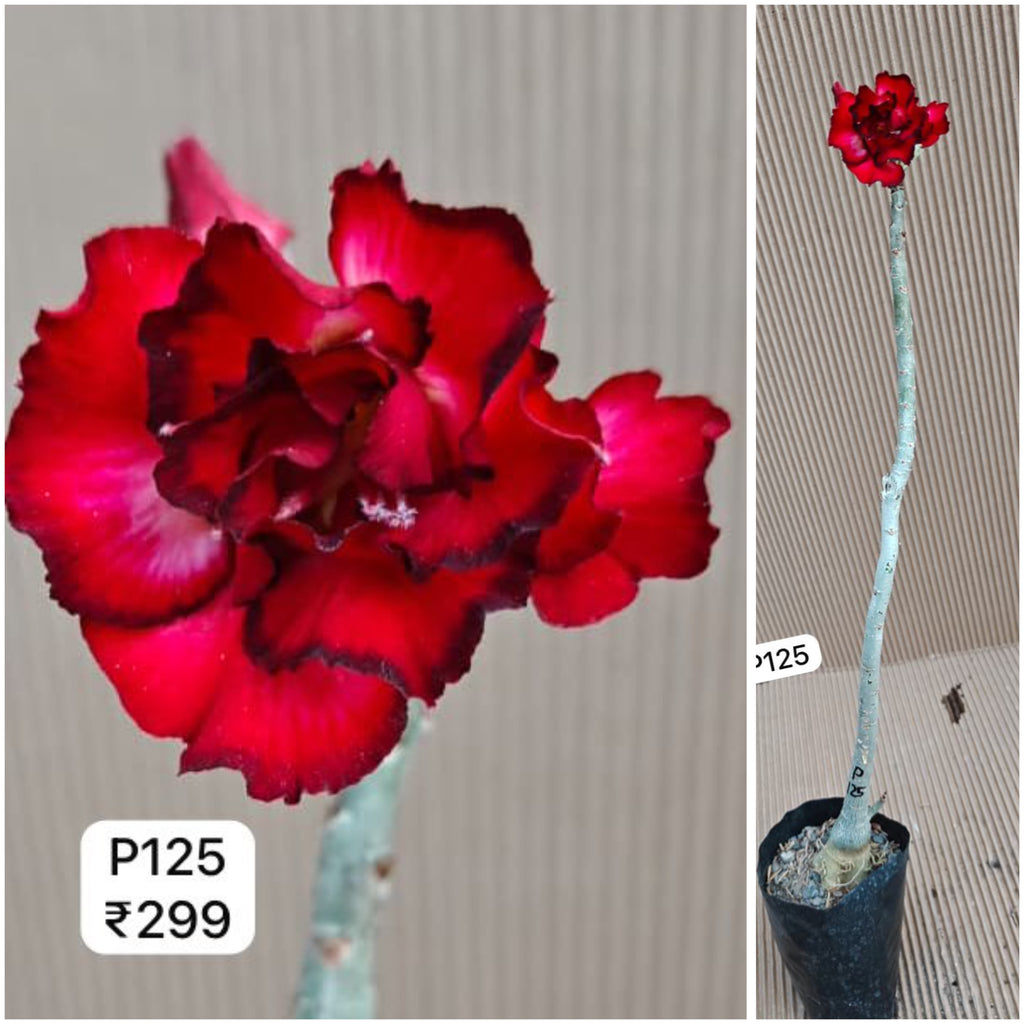 Plant Code - P 125