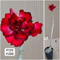 Plant Code - P 125